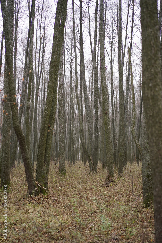 Obraz premium forest in the morning