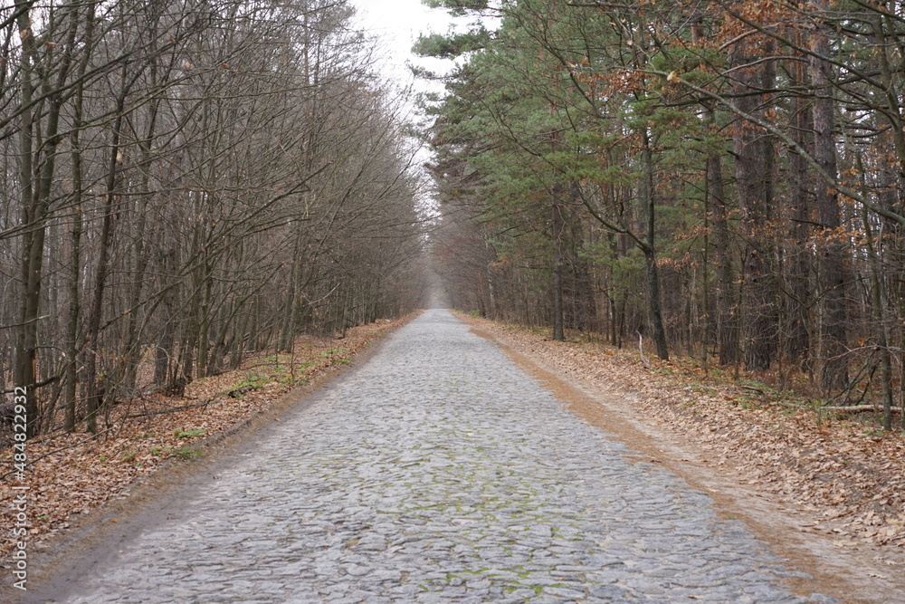 Fototapeta premium path in the woods