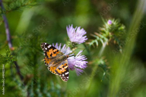 Butterfly on flower © Serjedi