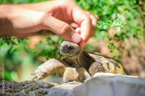 Man's finger petting and touching a wild tortoise's head, natural surrounding, summer day