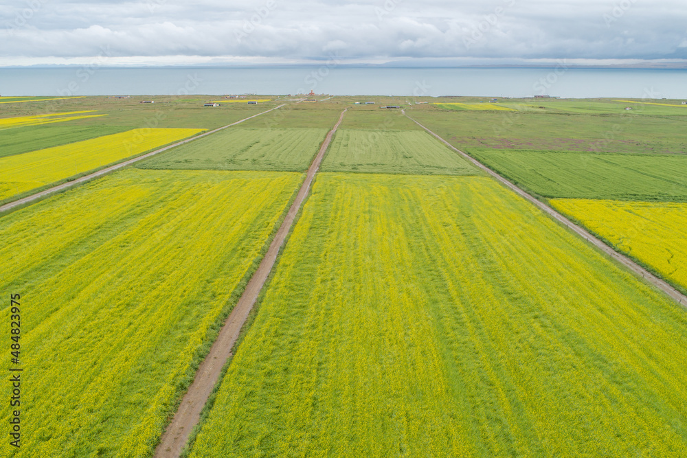 Aerial view of yellow cole flowers flowering in the lakeside of qinghai lake,China