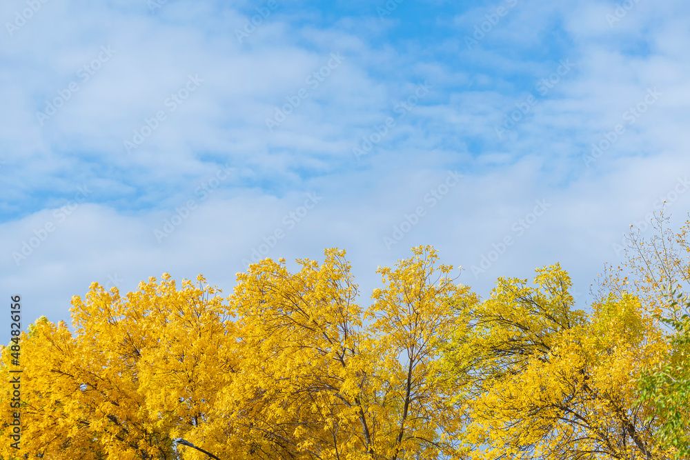 Yellowed crown of trees and blue cloudy autumn sky. Yellowed crown of trees and blue cloudy autumn sky.