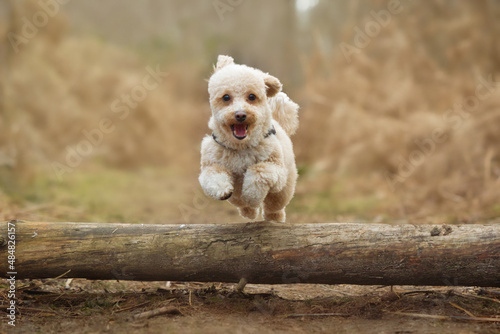 Photography toy poodle mini poodle dog jumping