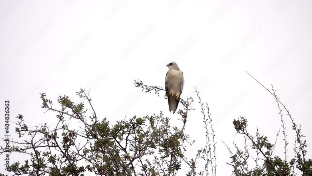 black winged kite on branch close up
slow motion shot from israel
black winged kite on branch close up
slow motion shot from israel