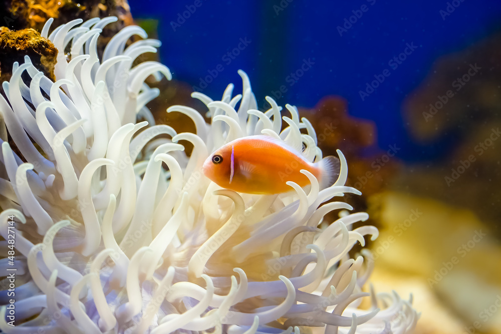 Clown fish Clown fish