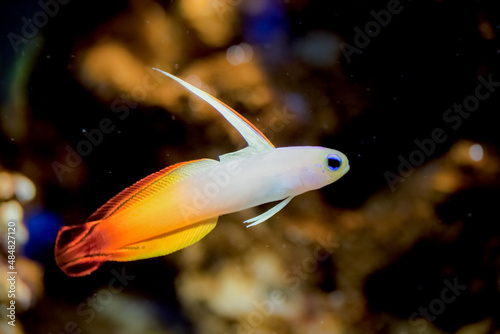 Fire Goby Fish. photo
