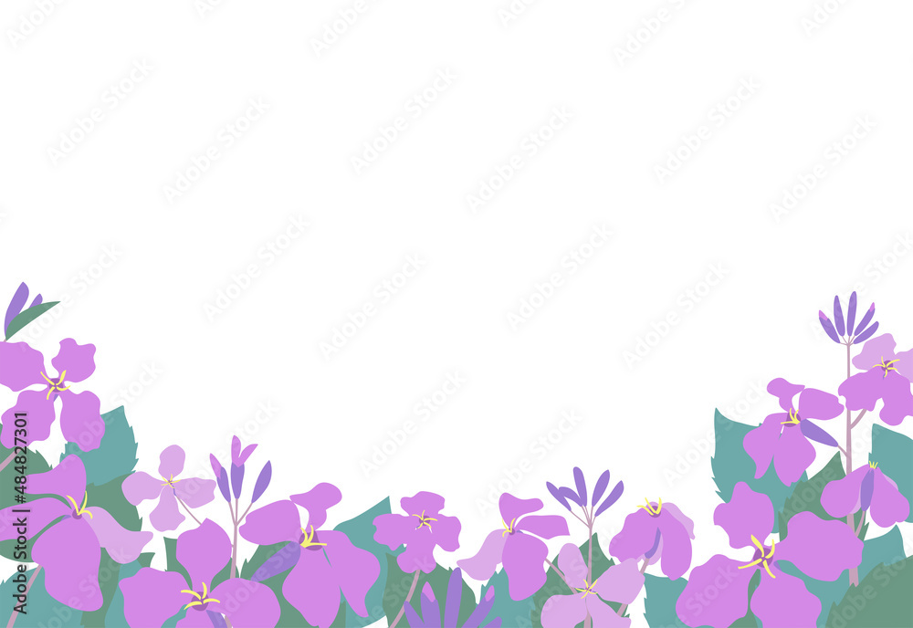 ムラサキハナナ（紫花菜）ショカツサイ（諸葛菜）花大根のイラストフレーム　はがきサイズ横型