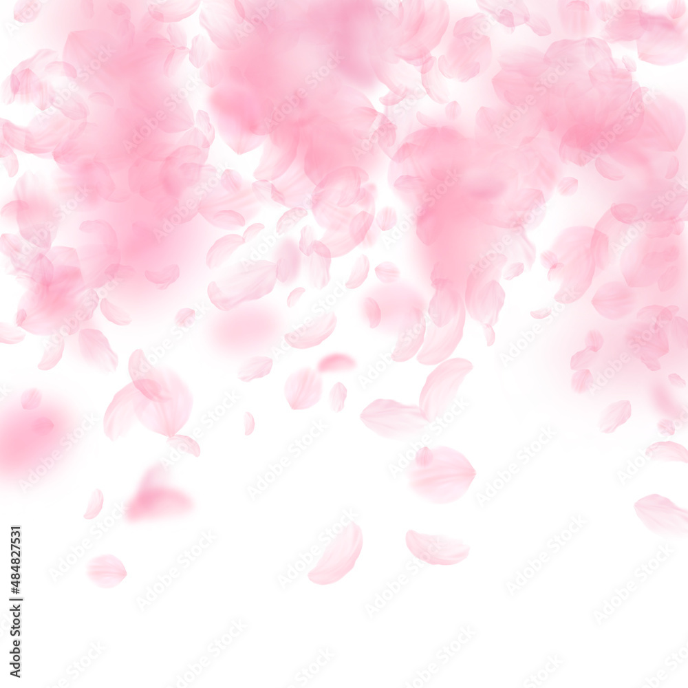Sakura petals falling down. Romantic pink flowers falling rain. Flying petals on white square background. Love, romance concept. Fresh wedding invitation.