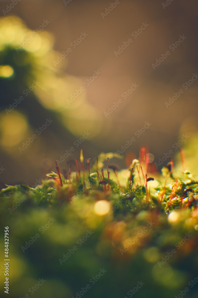 Fototapeta premium Tiny moss leaves in winter sunlight. High quality photo