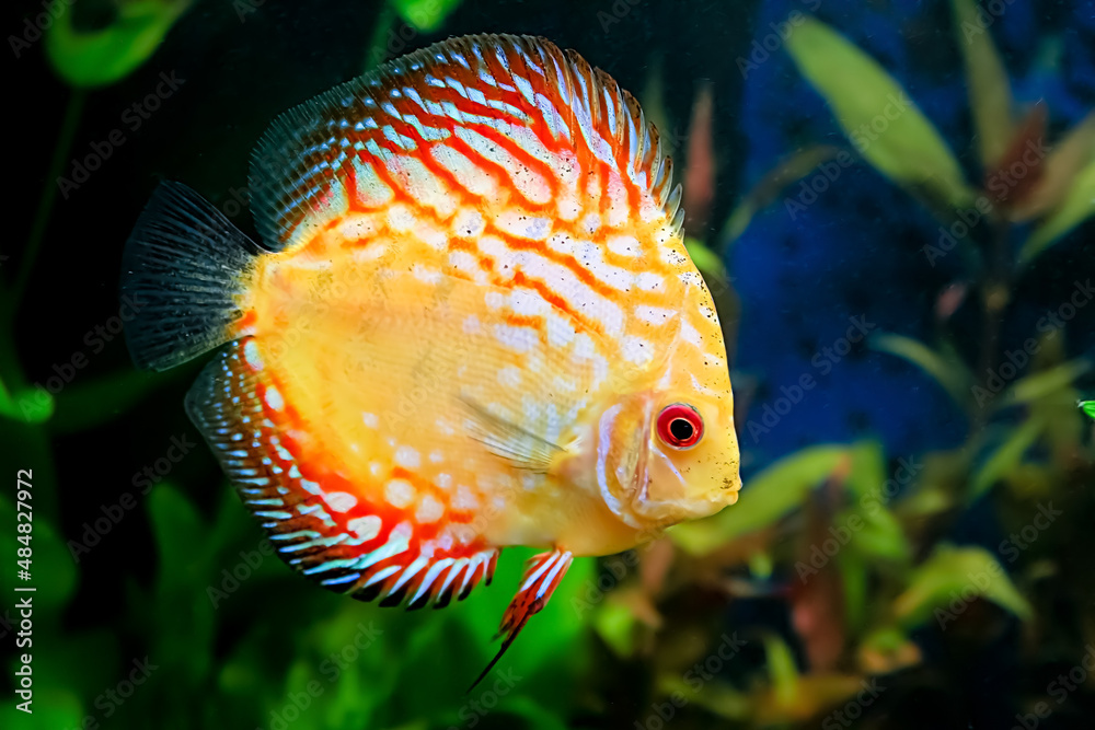 discus fish