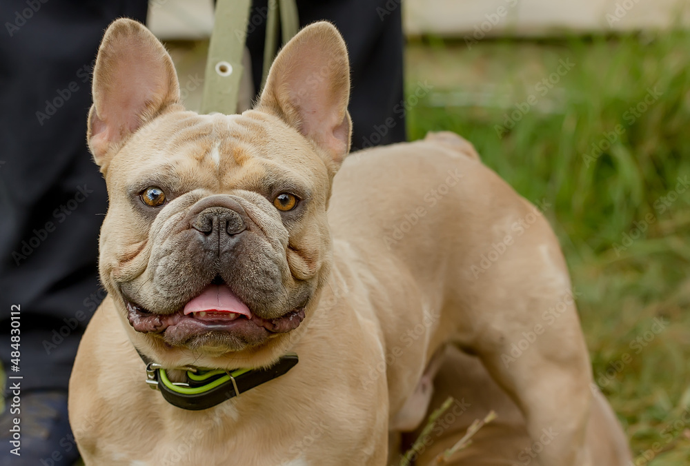 Friendly dog breed French Bulldog with an expressive look.