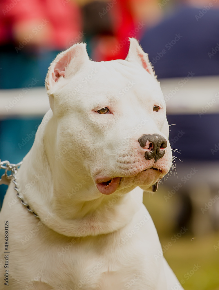 White Beautiful dog with an expressive look on a clear day.