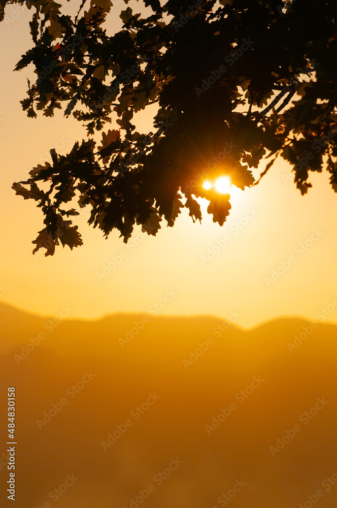 Setting sun shining through silhouetted oak branches with hills visible in orange background Setting sun shining through silhouetted oak branches with hills visible in orange background
