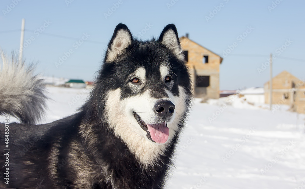Naklejka premium Portrait of a Dog of the Alaskan Malamute breed on a clear winter day.