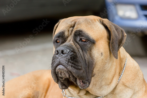 Portrait of a beautiful dog of the Italian breed Cane Corso.