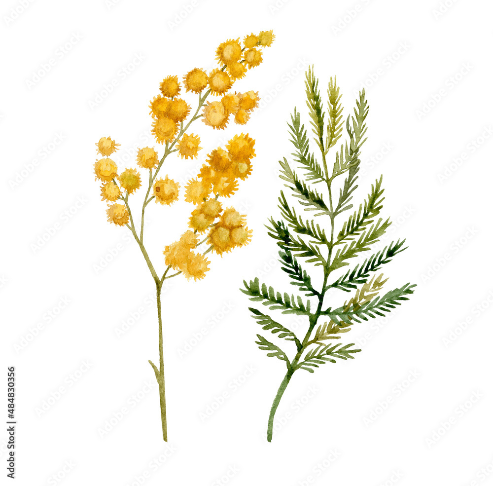 Mimosa yellow spring flowers set, Watercolor hand drawn illustration isolated on white background.