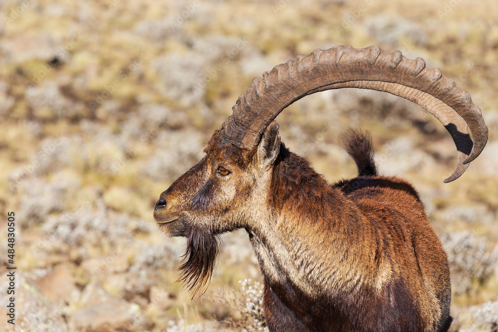 rare Walia ibex in Simien Mountains Ethiopia - obrazy, fototapety, plakaty 