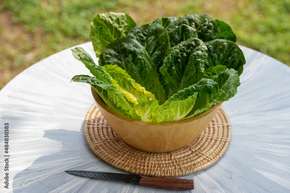 Fresh Romaine lettuce or green Cos Lettuce in wooden bowl on background green bokeh. Fresh Romaine lettuce or green Cos Lettuce in wooden bowl on background green bokeh.