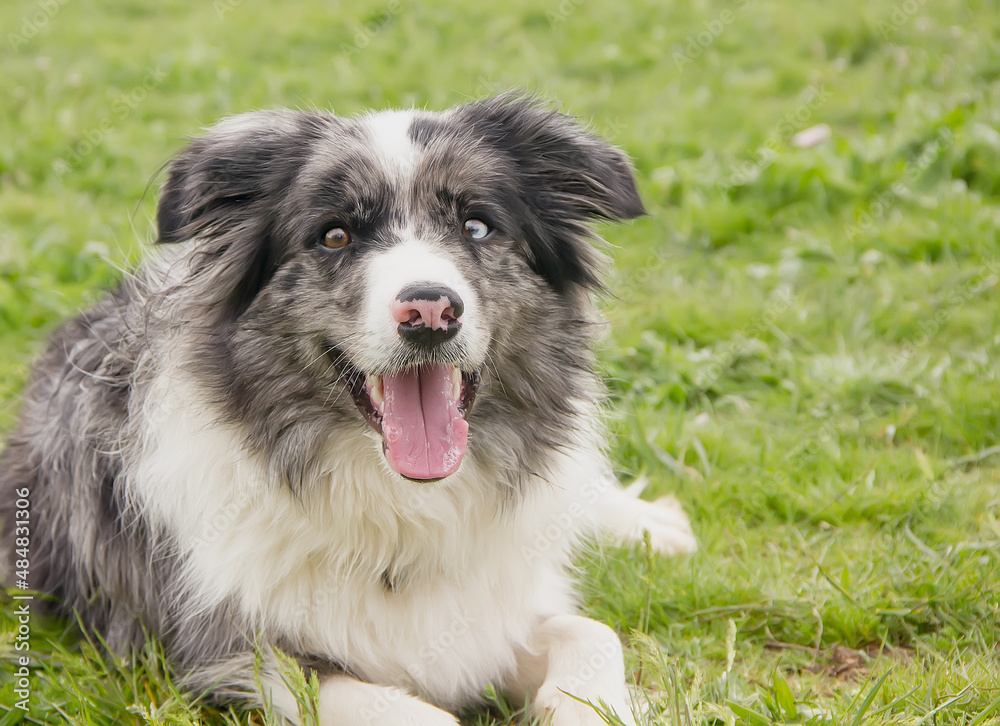 Beautiful Dog breed Border Collie on a green meadow.