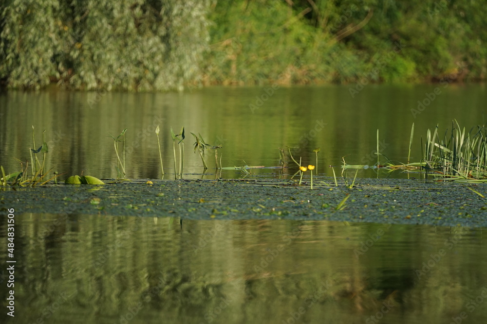 ducks on the lake ducks on the lake