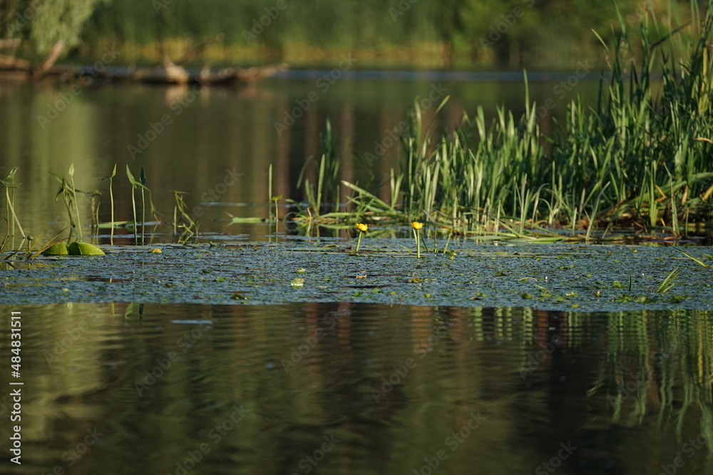 grass in the water grass in the water
