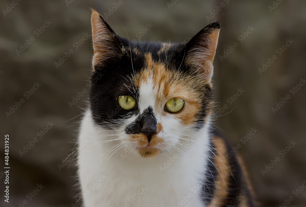 Beautiful Tricolor Cat in a clear afternoon portrait.