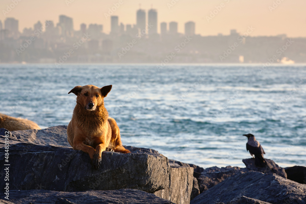 Fototapeta premium A large stray dog and crow lies on the seashore against the backdrop of the city. Travel to Istanbul, Turkey.
