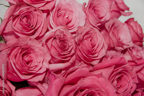 Large Beautiful Bouquet of Pink Roses on a White Background.