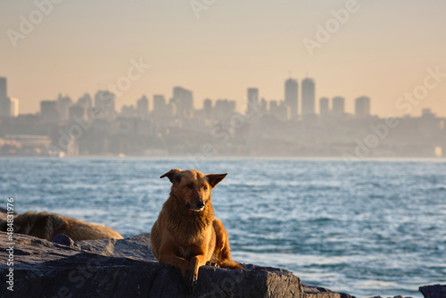 A large stray dog lies on the seashore against the backdrop of the city. Travel to Istanbul, Turkey.