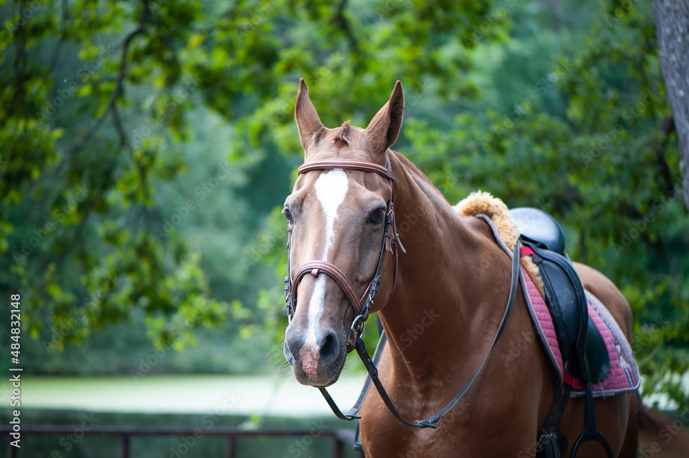 Fototapeta premium Portrait of a red harnessed horse in a beautiful forest, space for text