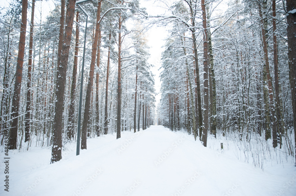 Trees and branches in the snow. Winter forest. Fabulous winter landscape, trees in the snow, cold, snowy winter Trees and branches in the snow. Winter forest. Fabulous winter landscape, trees in the snow, cold, snowy winter