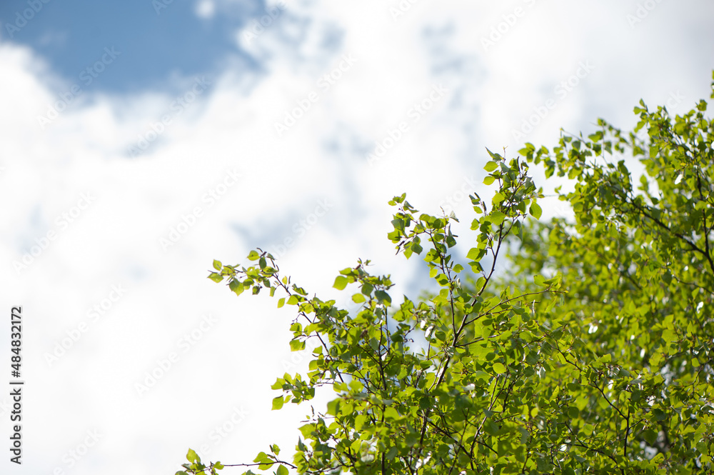 Young birch branches against the blue sky. Spring green background. Juicy greens Young birch branches against the blue sky. Spring green background. Juicy greens