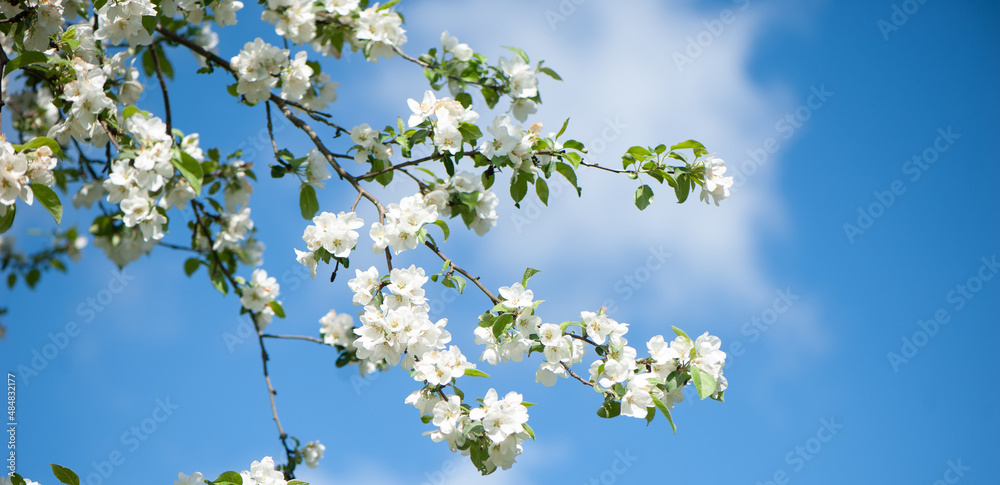Branches of blossoming apple tree macro with soft focus on gentle light blue sky. Banner. Beautiful floral image of spring nature.