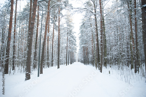 Trees and branches in the snow. Winter forest. Fabulous winter landscape, trees in the snow, cold, snowy winter