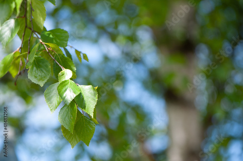Young birch branches in the sunlight . Spring green background. Juicy greens