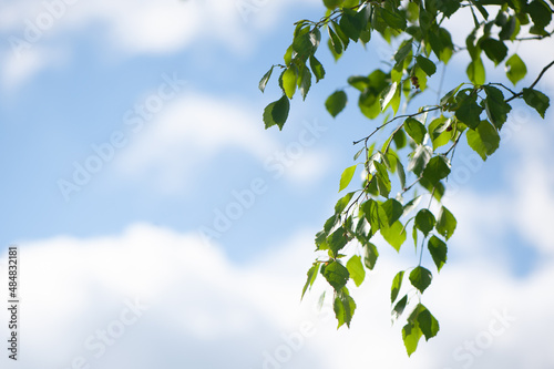 Young birch branches against the blue sky. Spring green background. Juicy greens