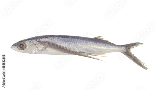 Fresh flying fish isolated on white background