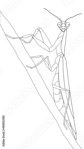 A coloring page with an image of a praying mantis insect. Page for self-coloring. Creativity, leisure, hobby