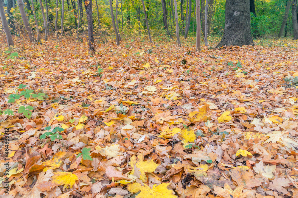 Golden autumn leaves in the park in Poland.