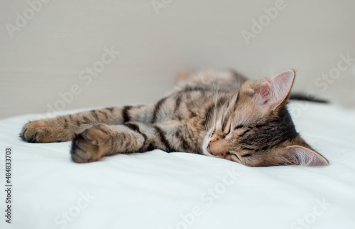 Fototapeta Naklejka Na Ścianę i Meble -  Domestic striped gray cat sleeps on bed. A kitten in home interior. Image for veterinary clinics, websites about cats. World Cat Day. beautiful gray cat is lying on owner's bed, comfortably ensconced