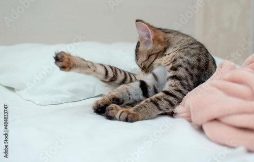 Grey cat washes on the bed. Cute Striped Cat Licks Fur. The kitten is lying on the bed and licking its paws.