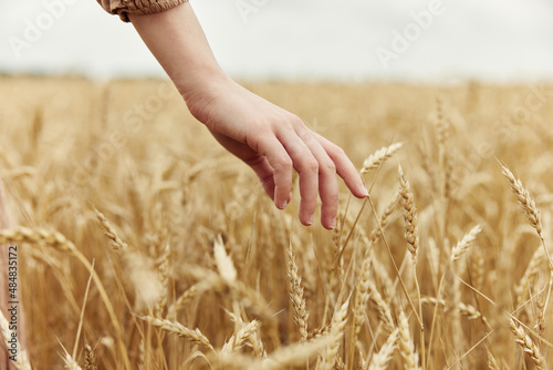 Woman hands Wheat field autumn season concept