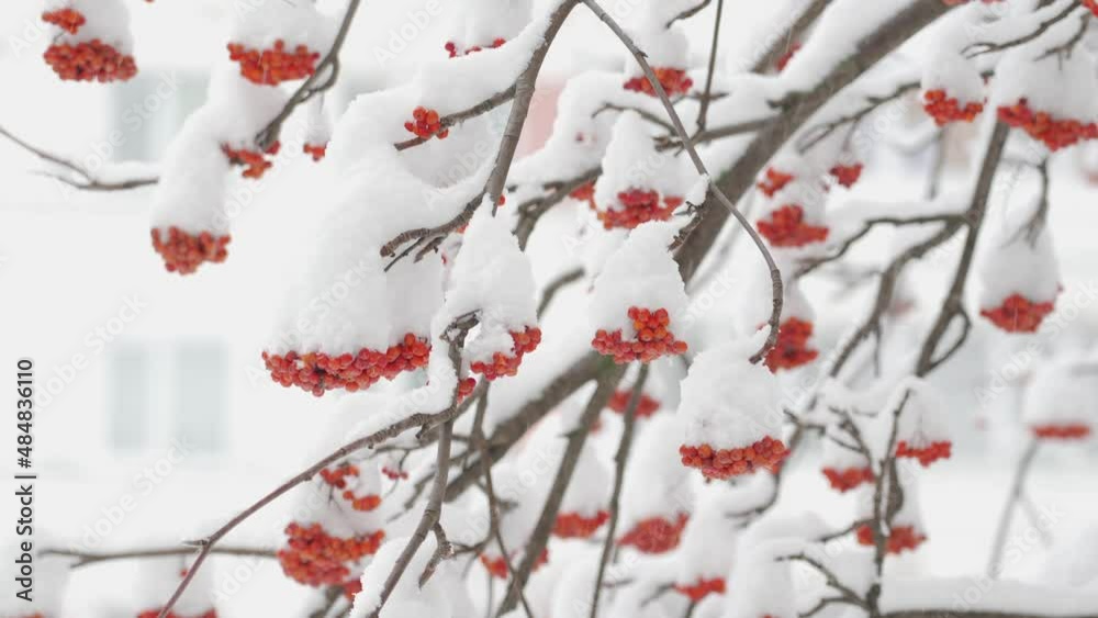 Red rowan berries on a tree branch during a snowfall in winter. Selective focus