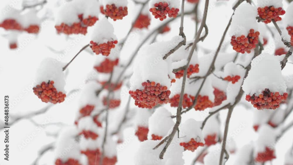 Red rowan berries on a tree branch during a snowfall in winter. Red rowan berries on a tree branch during a snowfall in winter.