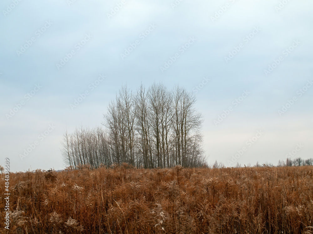 field and forest in cloudy weather field and forest in cloudy weather