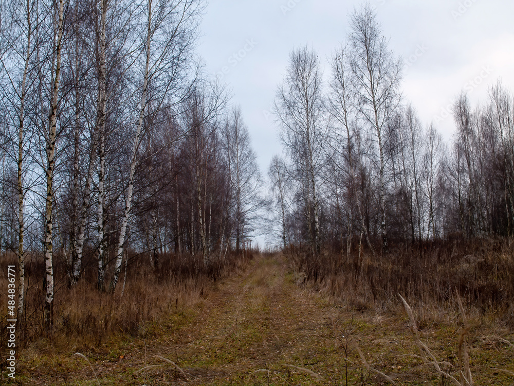 field and forest in cloudy weather field and forest in cloudy weather