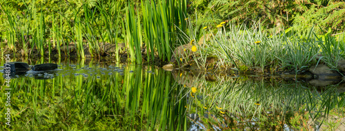 Foto Skimmer floats on surface of water in pond