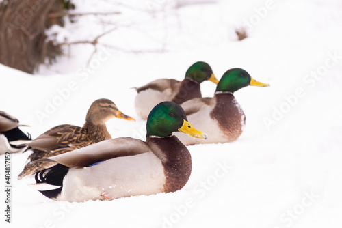 wild ducks walk in the snow near the pond
