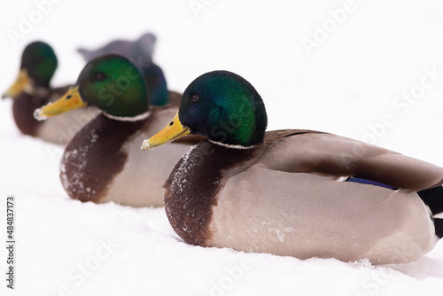 wild ducks walk in the snow near the pond
