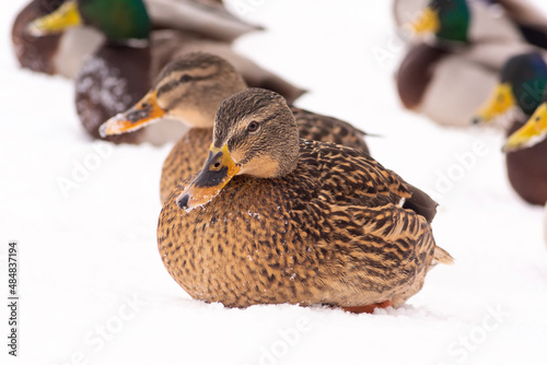 wild ducks walk in the snow near the pond